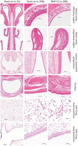 Figure 2. Histopathological responses following 6-week sham air or 3R4F CS exposure (2 h/day). (A–F): 25× magnification, (A′–F′): 200× magnification of sham air exposure group. (A″–F″): 200× magnification of 3R4F CS exposure for 2 h/day. (A″): Atrophy of the nasal olfactory epithelium at dorsal meatus associated with loss of nerve bundles in the lamina propria. (B″): Respiratory epithelium nasal reserve (basal) cell hyperplasia and initial squamous epithelial metaplasia. (C″): Larynx epithelial hyperplasia and cornification at the lower medial region of vocal cords (arytenoid projections). (D″): Reserve (basal) cell hyperplasia of the tracheal epithelium. (E″): Left lung (parenchyma) yellow pigmented and non-pigmented macrophages in the alveolar lumen. (F″): Left lung (main bronchus) bronchial epithelium goblet cell hyperplasia.