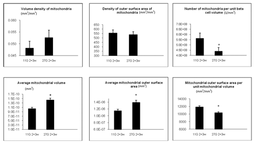 Figure 6. Quantitative morphology of primary (upper panel) and secondary (lower panel) mitochondrial parameters of islets cultured in vitro. Data were collected from 22 sections per rat. Data from 2 weeks (n = 2) and 3 weeks (n = 1) culture in 11 or 27 mmol/l glucose were pooled since quantitative morphology was similar after 2 and 3 weeks culture. *p < 0.05 vs. mitochondria from islets cultured in 11 mmol/l glucose.