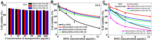 Figure 4 Cytotoxicity of blank and DOX-loaded nanoparticles in HeLa cells at 24 h. (A) In vitro viability of blank nanoparticles. (B and C) Cytotoxicity of DOX-loaded nanoparticles under different conditions.Abbreviations: MSNs, mesoporous silica nanoparticles; DOX, doxorubicin hydrochloride; COS, chitosan oligosaccharide; COS-SS, disulfide-containing chitosan oligosaccharide; COS-NN, non-cleavable chitosan, diallyl disulfide was replaced by N,N′-methylenebisacrylamide; CMC, carboxymethyl chitosan; CMC-SS, disulfide-containing carboxymethyl chitosan; GSH, glutathione.