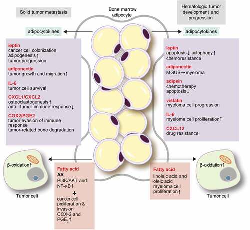 Figure 2. The role of bone marrow adipocytes in solid tumour metastasis and hematologic tumour development.