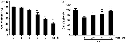 Figure 2. Protective effect of PUN against cell death induced by heat stress. (A) Cells were exposed to 42 °C for 1, 3, 6, 9 or 12 h, and cell viability was analysed by the MTT assay. (B) Cells were pretreated with 2.5, 5 or 10 μM PUN for 6 h and exposed to 42 °C for 6 h, followed by cell viability analysis by the MTT assay. Data are expressed as mean ± SEM of three independent experiments. Differences between mean values were assessed by one-way ANOVA. *p < 0.05 and **p < 0.01 compared with the control group or heat stress-treated group.