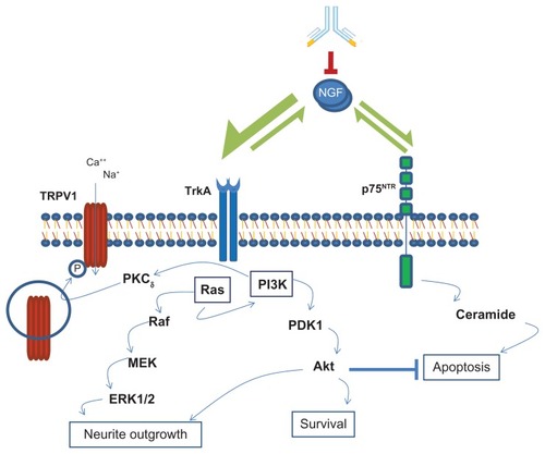 Figure 1 NGF signaling pathways in mediating neurotrophic and nociceptor effects.