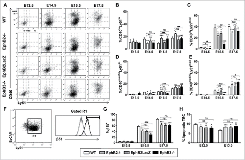 FIGURE 5. cTEC subsets defined by the expression of Ly51 and CD40 or β5t cell markers and epithelial cell apoptosis during fetal development in both WT and EphB-deficient mice. (A) Dot plots show different TEC subsets defined by CD40/Ly51 expression throughout thymus development. CD40 expression in thymic cortex defines three cell subsets: negative (−), low (lo) (B, C) and medium/high (med/hi) (D, E) whose maturation in WT and mutant thymuses is represented in figures A to E. (F) The histogram shows a representative example of β5t expression (black line) in cortical EpCAM+CD45−Ly51+ cells (R1) at E15.5 respect to the negative expression in thymocytes (grey line). (G) Proportions of β5t+ cells in the cTEC subset, at E13.5, E15.5 and E17.5, determined by flow cytometry. (H) Significantly lower proportions of apoptotic EpCAM+CD45− epithelial cells at E12.5 and higher at E13.5 in mutant thymuses. The significance of the Student's t-test probability is indicated as *p ≤ 0.05; **p ≤ 0.01; ***p ≤ 0.005 or #p ≤ 0.05; ##p ≤ 0.01; ###p ≤ 0.005. ns: non-significant.