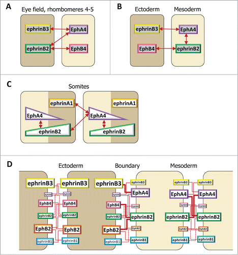 Figure 5. Ephrin-Eph code at embryonic boundaries. The same code, based on selective ephrin-Eph pairs, is used in different configurations. In each case, repulsion results strongest at the tissue interface. (A–C) Simplified examples, taking into consideration a subset of ephrins and Eph receptors. A. Full complementary ephrin/Eph expression accounts for separation of the eye field and of the central hindbrain segments. (B) In the early gastrula, significant intracellular signaling occurs in the mesoderm, but strongest repulsion is restricted to the ectoderm-mesoderm contacts. EphrinB3 and EphB4, both enriched in the ectoderm, do not interact. (C) Hypothetical diagram of ephrin-Eph signaling in the somites. Segmentation may involve the combined activation of EphA4 by ephrinB2 and ephrinA1. EphA4 may be expressed in a gradient, with highest levels coinciding with the boundary. The distribution of ephrinB2 remains unclear, but may span the whole segment, thus activating some intratissular signal in the anterior half. (D) Complete description of ephrinB-Eph signaling at the ectoderm-mesoderm boundary. Individual contributions of each functional pair are semi-quantitatively symbolized by red lines of different thicknesses.