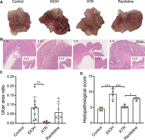 Figure 2 ATR mitigated EtOH-induced gastric mucosal damage. (A) Gastric tissues morphology of rat. (B) H&E-stained histological sections of gastric tissues. (C) Gastric ulcer area ratio. Data are expressed as mean ± SD (n = 8), **p < 0.01. (D) Histopathological score of gastric tissues. Data are expressed as mean ± SD (n = 4), *p < 0.05, ***p < 0.001.