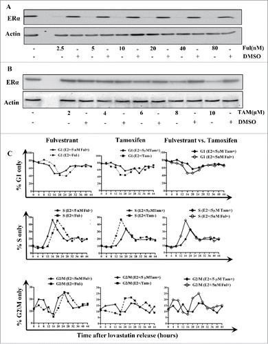 Figure 6. Effects of antiestrogens on cell cycle progression in MCF-7 cells. (A) MCF-7 cells were treated with increasing concentrations of fulvestrant (2.5–80 nM) and lysates were subjected to western blot analysis using the indicated antibodies. (B) MCF-7 cells were treated with increasing concentrations of tamoxifen (2–10 μM) and subjected to western blot analysis for the indicated antibodies. (C) MCF-7 cells were lovastatin-synchronized in the presence of E2 (10 μM), E2 and fulvestrant (5 nM), or E2 and tamoxifen (5 μM), and cells were stained with PI to determine DNA content. Cell cycle profiles were determined using CellQuest and ModFit software packages.