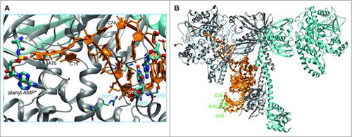 Figure 1. Structure of AlaRS and tRNAAla complex. The zoomed in view (A) focuses on the interaction of the tRNAAla acceptor stem with the AlaRS active site (PDB code 3WQYCitation21). The 3′ terminal CCA bases of the tRNA are labeled. An alanyl-adenylate analog (*) is also shown. The major AlaRS identity element G3:U70 is highlighted. AlaRS residues (R371, N359, D450, S451) form a hydrogen bond network (gray dashes) that contacts and ‘reads’ the GU pair from both the major and minor grove sides of the tRNA. The complete dimeric AlaRS is shown in complex with tRNAAla (B). The three bases of the anticodon (U34, G35, C36; green) are not recognized by the AlaRS.