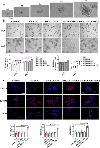 Figure 6. HK-LGG can promote the development of mice intestinal organoids through activating ILC3s to secrete IL-22.a: Crypts isolated from mice intestines were cultured in vitro, and the images depict the changes in organoid size over an 7-day period. b: Effects of HK-LGG; HK-LGG+DC; HK-LGG+ILC3 and HK-LGG+DC+ILC3 on the growth of intestinal organoids. Measure the size (surface area) and budding rate (building organoids) of the organs on the third and fifth days respectively. c: Immunofluorescence experiment demonstrating the expression of proteins such as Villin, EpCAM, LGR5 between different groups.