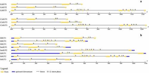 Figure 4. Genes structural organization of 14 SUTs. a) C. annuum Zunla and C. annuum cv CM334; b) S. lycopersicum, S. melongena, and S. tuberosum. Exons and introns were represented by yellow boxes and black lines, respectively. The. upstream/downstream were represented by blue boxes. The sizes of exons and introns are proportional to their sequence lengths. 0 = intron phase 0; 1 = intron phase 1; 2 = intron phase 2.