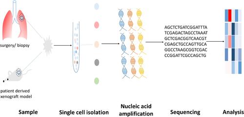 Figure 1 A brief schematic diagram of the process of single-cell sequencing.