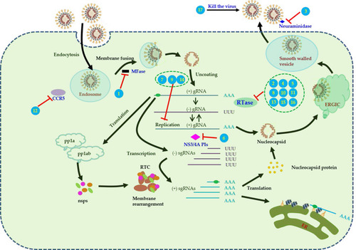 Figure 3 Pharmacological mechanisms and therapeutic targets of antiviral drugs for COVID-19. Numbers in the figure represent different antiviral drugs. (1) arbidol, (2) favipiravir, (3) oseltamivir, (4) clevudine, (5) sofosbuvir/Daclatasvir, (6) danoprevir/ritonavir,(7) interferon-beta, (8) ledipasvir/sofosbuvir, (9) ribavirin, (10) ASC09/ritonavir, (11) azvudine, (12) darunavir/Cobicistat, (13) emtricitabine/tenofovir disoproxil, (14) lopinavir/ritonavir,(15) remdesivir, (16) galidesivir, (17) CSA0001 (LL-37 antiviral peptide).