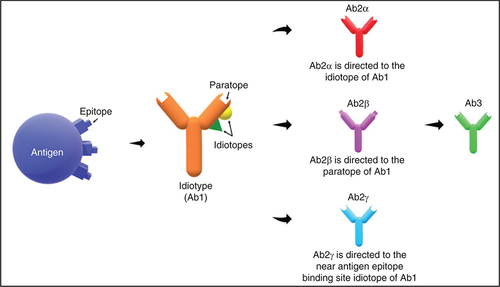 Figure 1. The idiotypic network theory.The presence of an antigenic determinant or epitope stimulate the production of Ab1 thus introduce the production of Ab2, which are classified as Ab2α, Ab2β or Ab2γ. Ab2α is directed to the idiotope of Ab1; Ab2β carry the internal image binding to antigen epitope and is directed to the paratope of Ab1; Ab2γ is directed to the near antigen epitope-binding site idiotope of Ab1.