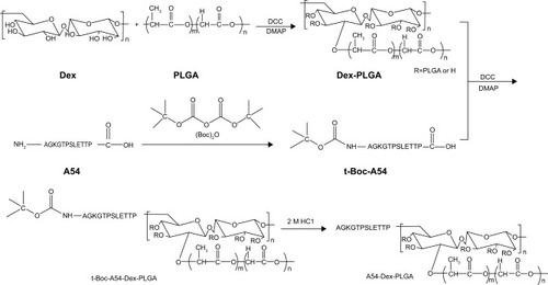 Figure 2 The synthesis route of A54-Dex-PLGA.Abbreviations: A54-Dex-PLGA, A54 peptide-functionalized poly(lactic-co-glycolic acid)-grafted dextran; DCC, N,N′-dicyclohexylcarbodiimide; DMAP, 4-dimethylaminopyridine.