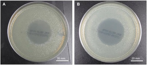 Figure 3 Bacterial plates.Notes: (A) Control 1 mg gentamicin powder. (B) Heated 1 mg gentamicin powder.