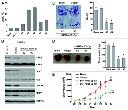 Figure 3. The effects of miR-450b-3p on the proliferation of cancer cells. (A) miR-450b-3p expression of the SKBR3 cells stably transfected with pSUPER-miR-450b-3p was evaluated by real-time PCR. (B) The HER3/AKT associated pathway was assessed by western blot in stable transfected cells and control cells. (C) Clonogenic assay was used to evaluate the proliferative activity of the cells. Two hundred indicated cells were seeded in medium including 20% FBS and grew for 15 d, and then stained by crystal violet and visualized. The photographs are representative of three independent experiments; bars, SD. * and #, significantly different compared with untransfected control (P < 0.05). (D) Subcutaneous xenografts formation was used to evaluate the tumorigenesis potential of SKBR3 cells transfected with indicated plasmid. The results are representative typical photographs of SKBR3 xenograft models. (E) Mice bearing SKBR3 xenografts were measured 28 d after inoculation once every 2 d. After 14 d, the mice were sacrificed and the tumors were removed and analyzed. * and #, significantly different compared with untransfected control (P < 0.05)