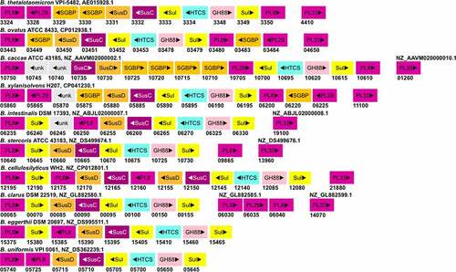 Figure 3. The gene organization of the CS-PUL in various gut Bacteroides. The CS-PUL in B. thetaiotaomicron spans from bt3324-bt3350, and a distant bt4410 gene was also involved in CS degradation. PLs (purple), SusD and SGBP (orange), SusC (plum), GH88 (pink), sulfatase (yellow), and HTCS (cyan) encoded in PULs are indicated. Genome accession numbers are presented at the top of each Bacteroides species, and gene numbers of various genes are provided below each gene.