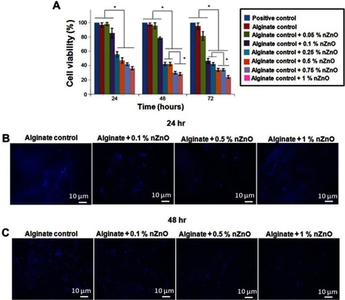 Figure 8 Evaluation of cytocompatability of alginate hydrogel/nZnO composite bandages. (A) Cell viability evaluation of HDF cells using Alamar blue assay. Student’s t-test was performed and P-values <0.05 were considered significant. (B and C) DAPI stained fluorescence microscopic images of HDF cells attached onto the composite bandages. *Indicates significant difference compared the control. Scale bar denotes 10 μm.Abbreviations: HDF, human dermal fibroblast; DAPI, 4′,6-diamidino-2-phenylindole; nZnO, zinc oxide nanoparticles; hr, hours.