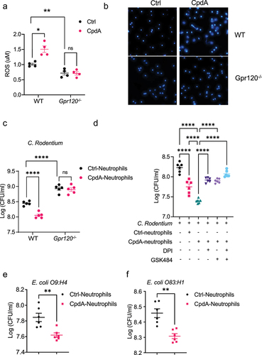 Figure 4. GPR120 agonist promotes neutrophil inhibition of enteric bacterial growth through the upregulation of ROS and NETs. Notes: (a-b) WT or GPR120-deficient neutrophils (n = 4/group) were treated with or without CpdA (3 µM) for 1 hour. ROS production was measured using Amplex Red Hydrogen Peroxide Assay Kit (a). WT or GPR120-deficient neutrophils were then stained with Hoechst 33342 (blue), and representative NETs were shown (b). (c) WT or GPR120-deficient neutrophils (n = 5/ group) were pre-treated with or without CpdA (3 µM) for 1 hour, and then co-cultured with Citrobacter rodentium in the plates for 12 hours. The bacterial suspensions were then transferred to solid MacConkey’s agar culture plates overnight, and CFU was counted. (d) WT neutrophils (n = 6/ group) were pre-treated with or without CpdA (3 µM) for 1 hour and then co-cultured with Citrobacter rodentium (or Citrobacter rodentium were cultured alone) in the presence of DPI or/and GSK484 in the plates for 12 hours. The bacterial suspensions were then transferred to solid MacConkey’s agar culture plates overnight, and CFU was counted. in the plates for 12 hours. The bacterial suspensions were then transferred to solid MacConkey’s agar culture plates overnight, and CFU was counted. (e-f) Neutrophils were pre-treated with or without CpdA (3 µM) for 1 hour, and then co-cultured with Escherichia coli O9:H4 (e) and Escherichia coli O83:H1 (f) for 12 hours. The bacterial suspensions were then transferred to Luria Broth’s agar culture plates overnight, and CFU was counted. One representative of three independent experiments was shown. Data were expressed as mean ± SEM. Statistical significance was tested by the two-tailed unpaired Student t-test (a, c, and e-f) or one-way ANOVA (d). **p < 0.01, ***p < 0.001, ***p < 0.0001.