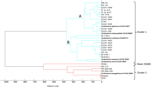Figure 1. Score-oriented (MSP) dendrogram generated by MALDI Biotyper 3 to determine the relationship between 33 Avibacterium strains investigated. The dendrogram was generated with following settings: distance measure was set at correlation, linkage at average and score threshold value for a single organism at 700. Strains clustering with distance levels lower than 500 could be classified up to species level.