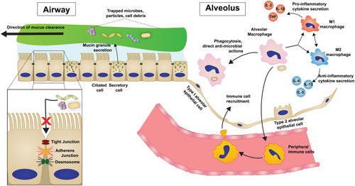 Figure 1 Innate immune and host defense mechanisms in the distal airway and alveolus are multi-tiered.