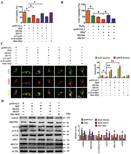 Figure 5. 2810403D21Rik/Mirf modulated autophagy by regulating Mir26a and Usp15, promoting cardiac injury in NMCMs. (A) Overexpression of 2810403D21Rik/Mirf decreased viability of NMCMs; this effect was attenuated by Mir26a or si-Usp15. n = 5. *p < 0.05. pcDNA3.1, negative control of 2810403D21Rik/Mirf. MirNC, negative control of Mir26a. si-Scramble, negative control of si-Usp15. (B) 2810403D21Rik/Mirf aggravated H2O2-induced cardiac injury in NMCMs. n = 6. *p < 0.05. pcDNA3.1, negative control of 2810403D21Rik/Mirf. MirNC, negative control of Mir26a. (C) Overexpression of 2810403D21Rik/Mirf blocked the autophagic activity of NMCMs. n = 10. *p < 0.05, **p < 0.01. pcDNA3.1, negative control of 2810403D21Rik/Mirf. MirNC, negative control of Mir26a. si-Scramble, negative control of si-Usp15. (D) Overexpression of 2810403D21Rik/Mirf produced anti-autophagic action through regulation of various relevant proteins, which was abolished by Mir26a. n = 5. *p < 0.05 vs. pcDNA3.1; #p < 0.05 vs. 2810403D21Rik/Mirf. pcDNA3.1, negative control of 2810403D21Rik/Mirf. MirNC, negative control of Mir26a.