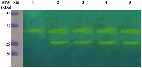 Figure 3. Hydratase activity on the polyacrylamide gel of WCEs obtained lysing the four H. pylori strains. The yellow band corresponds to the hydratase activity position on the gel. Lane STD, molecular markers; Lane 1: commercial bovine CA; Lane 2; Hp 190; Lane 3: Hp F1; Lane 4: Hp F4; Lane 5: Hp NCTC.