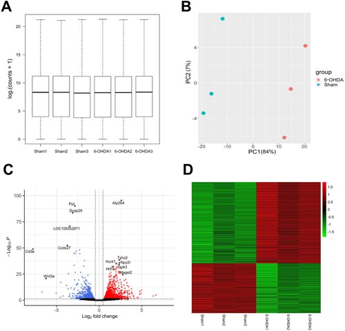Figure 3. Quality assessment of RNA-seq data and the identification of DEGs in the hippocampi of sham versus 6-OHDA-lesioned rats. (A) Boxplots with normalized counts per sample are shown in the hippocampi of sham and 6-OHDA-induced rats. The X-axis represents samples, while the Y-axis represents log2 (counts + 1). (B) The PCA plot displayed the first two principal components of each sample. A distinct sample corresponds to each dot. Colors indicate whether the sample is derived from a 6-OHDA-induced rat (red) or from a sham rat (blue) (C) The volcano plot illustrates DEGs between sham and 6-OHDA-lesioned rats. Red and blue dots indicate significantly upregulated and downregulated genes, respectively. Black dots indicate genes without significant changes in 6-OHDA lesioned rats compared to shams. (D) The heatmap depicts DEGs between sham and 6-OHDA lesioned rats. Red and green colors represent upregulation and downregulation, respectively. Sham, sham-operated controls; 6-OHDA, 6-hydroxydopamine-lesioned group; PC, principal component.