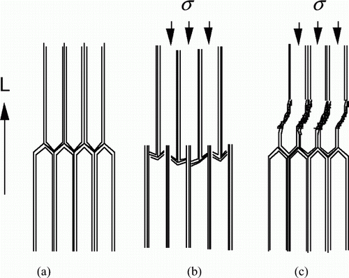 Figure 4.  Diagrammatic representation of the mechanisms of local deformation of wood cells under a longitudinal compression force; (a) wood before the application of the force, (b) collapse of fibre by rupture, (c) collapse by the buckling of cell walls