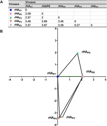 Figure 5. The antigenic map of five virus mutants with different HA glycosylation patterns. The 3 × 3 distance submatrix was extracted from the 5 × 5 distance matrix. The distance equation was then solved to compare the distances between any three viruses to obtain the x, y coordinates for the antigenic map.