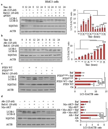 Figure 4. Knocking down of PTEN led to abrogation of alborixin-induced autophagy in HMC3 cells. (A) Western blot analysis of LC3B-II and SQSTM1 in PTEN knocked down HMC3 cells after treatment with alborixin (125 nM) through 24 h. (B) Western blot analysis of LC3B-II and SQSTM1 in wild-type HMC3 cells after treatment with alborixin under similar conditions. Autophagic flux was calculated by using ratio of LC3B-II:ACTB in the absence and presence of bafilomycin A1. (C) Effect of overexpressed WT PTEN and its inactive mutant on autophagy flux in HMC3 cells. Overexpression of PTEN was induced by transfecting the pCMV Flag WT-PTEN plasmid into HMC3 cells, whereas the PTEN mutant was generated by PCR based site-directed mutagenesis. (D) Overexpression of AKT led to abrogation of alborixin-induced autophagy flux in HMC3 cells. For overexpression of AKT, the HMC3 cells were transfected with the Myr-AKT plasmid before treatment with alborixin. Blots presented here are representative only and the quantitative graphs quantified by using ImageJ software shown are mean±SD of 3 independent experiments (3n). Statistical comparisons were made between different samples by using the Bonferroni test as shown in the figure. p value<0.05 was considered to be significant with ***p < 0.001, **p < 0.01, *p < 0.05 or @@@p < 0.001, @@p < 0.01, @p < 0.05.