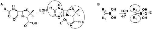 Scheme 2. (A) Complex formation of penicillins with penicillin-binding protein. Bulky groups near the covalent enzyme-ligand bond are encircled. (B) Complex formation of branched boronic acids with penicillin-binding proteins.