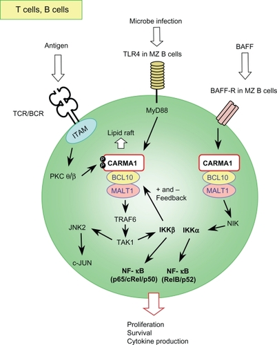 Figure 2 Schematic signaling pathway mediated by the L-CBM complex in T and B lymphocytes.