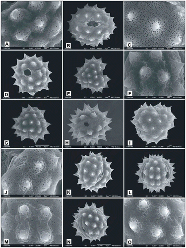 Figure 9. Scanning electron micrographs of pollen grains Achillea vermicularis (A) (from Arabacı 2559), (B, C) (from Yıldız 16943); Achillea monocephala (D) (from Arabacı 2184); Achillea schischkinii (E) (from Arabacı 1457), (F–H) (from Arabacı 1749), (I, J) (from Arabacı 2567); Achillea lycaonica (K) (from Arabacı 1532), (L, M) (from Arabacı 2061), (N, O) (from Arabacı 1581).