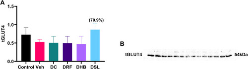 Figure 5 Total protein expression of GLUT4. (A) Graph showing tGLUT4, (B) probed blot. Values in bracket () denotes percentage change versus DC. n=4–5.