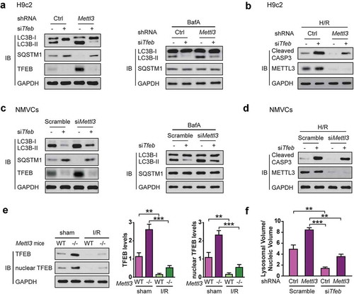 Figure 3. TFEB is required for shMettl3-enhanced autophagy flux in H/R-treated cardiomyocytes. (a) H9c2 cells were transfected with the indicated treatment before cells were lysed and subjected to immunoblot analysis. (b) Immunoblot analysis of cleaved CASP3 expression in H9c2 cells with the indicated treatment. (c) NMVCs were transfected with indicated treatment before cells were lysed and subjected to immunoblot analysis. (d) Immunoblot analysis of cleaved CASP3 expression in NMVCs with the indicated treatment. (e) The Mettl3+/+ and mettl3−/- mice were subjected to focal I/R. Myocardial TFEB proteins and activities in these mice model were compared. Nuclear TFEB was isolated and indicated TFEB activity. Quantitative protein levels are shown on the right (mean ± SD; n = 6; **P < 0.01 and ***P < 0.001). (f) H9c2 cells with or without Mettl3 knockdown were transfected with or without siRNAs targeting Tfeb as indicated. After 72 h, these cells were fixed and then stained with LysoTracker Red and DAPI. Total lysosomal area per image was counted using an ImageJ script (mean ± SD; n = 3; **P < 0.01 and ***P < 0.001). P values were calculated with student’s t-test.