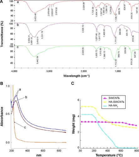 Figure 2 Characterization of HA-SWCNTs.Notes: (A) FT-IR spectrum of (a) HA-SWCNTs, (b) HA-NH2, and (c) HA; (B) UV spectrum of (a) HA-SWCNTs, (b) SWCNTs, and (c) HA-NH2; (C) TGA curves.Abbreviations: FT-IR, Fourier transform infrared; HA, hyaluronic acid; HA-SWCNTs, hyaluronic acid-functionalized single-walled carbon nanotubes; SWCNTs, single-walled carbon nanotubes; TGA, thermal gravimetric analysis; UV, ultraviolet.