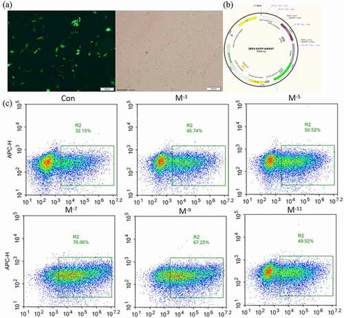 Figure 3. Effects of MT on electrotransferring efficiency. (a) Photo of positive transfected FFCs at 48 h after electrotransfection, scale bars: 100 μm. (b) Map of plasmid expressing GFP fluorescence. (c) Flow cytometry profiles. The fixed cells were analyzed on a flow cytometer until 20, 000 cells were counted to calculate. (d) The statistical analysis on the data obtain from (c). (f) Flow cytometry profiles. The fixed cells were analyzed on a flow cytometer until 20, 000 cells were counted to calculate. (e) The apoptotic rate; The electro-transfection efficiency distribution was analyzed using Modfit software. The statistical analysis on the data obtain from (f)The data were expressed as mean ± standard error of 3 times independent experiments, * P < 0. 05 vs. Control (electroporation alone group).