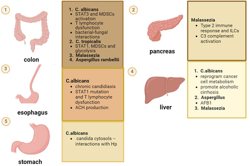 Figure 2. Fungi and their roles in specific tumors. Shown are the various mechanisms through which major gut fungi species are able to influence the specific cancers, including the immune responses, cytotoxins and metabolites, and bacterial–fungal interactions