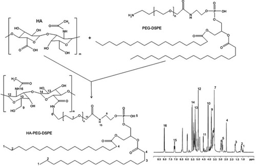 Figure 1 Synthesis of HA-PEG-DSPE and 1H-NMR analysis. Abbreviations: HA, hyaluronic acid; PEG-DSPE, polyethylene glycol-distearoyl phosphoethanolamine.