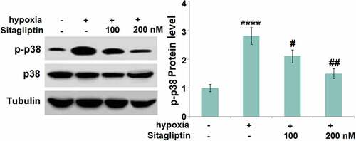 Figure 6. Sitagliptin prevented hypoxia-induced activation of p38 MAPK in human endometrial stromal cells (HESCs). Cells were stimulated with Sitagliptin (100, 200 nM) for 2 hours, followed by exposure to hypoxia for 6 hours. P-p38 and total p38 were measured by Western blot analysis (****, P < 0.0001 vs. vehicle group; #, ##, P < 0.05, 0.01 vs. Sitagliptin group, n = 5).