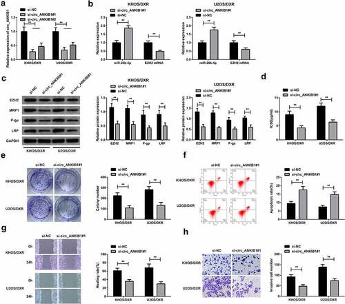 Figure 3. Circ_ANKIB1 knockdown suppresses DXR-resistant OS cells.