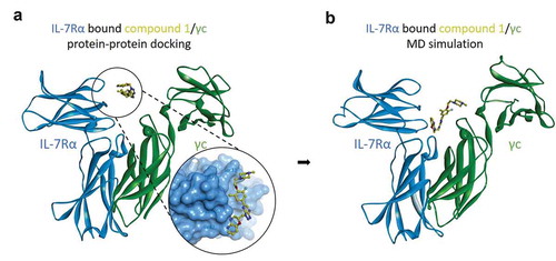 Figure 4. Molecular dynamics simulations of IL-7Rα/compound 1/γc complex models. (a) the protein-protein docking model of IL-7Rα bound compound 1, the pose of which is the superimposition of the 3D conformation by ligand-based virtual screening and γc, and (b) the equilibrium state complex model after 500 ns MD simulations. IL-7Rα subunit: blue ribbon model; compound 1: yellow ball and stick model; γc subunit: green ribbon model