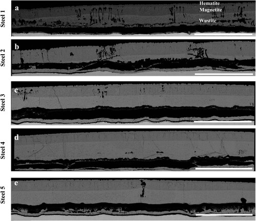 Figure 2. BSE-SEM images showing the scales for the steels oxidized at 1180°C for 3 h. Scale bar, 3 mm.