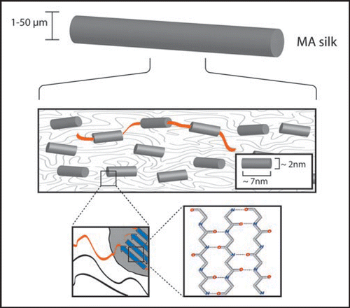 Figure 3 Schematic structure of spider MA silk. The thread is composed of small crystalline b-sheet rich subunits (see close-ups) which are embedded into an amorphous structure. The crystalline and noncrystalline parts are covalently connected, ensuring the coexistence of strength and ductility. Diameters of MA threads depend on species, but also on age, weight and state of health of a specific individual.