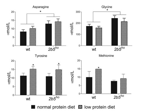 Figure 5. Amino acid concentrations in brain were not decreased by a low protein diet for three weeks. Amino acid concentrations were determined in brain tissue. Asparagine and glycine were significantly increased in 2b5ho brain. None of the measured amino acids decreased due to the low protein diet. Statistical analyses of diet-related changes are shown in Suppl. Data File 4. Graphs show average ± sd (n=3 per group). *, p < 0.05.