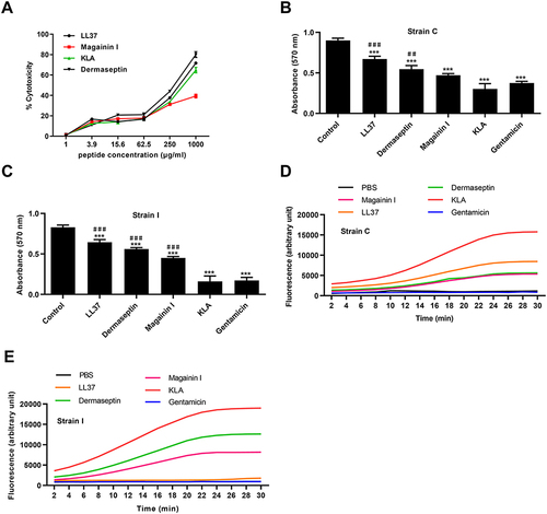 Figure 3 Antibacterial effect of the antibacterial peptides in vitro. (A) Toxicity of antimicrobial peptides to lung cells. Antimicrobial peptides inhibit the biofilm formation of strain C (B) and I (C). Fluorescence of EtBr accumulation in RT strains C (D) and I (E) treated with antimicrobial peptides. ***P < 0.001 vs Control group, ##P < 0.01, ###P < 0.001 vs Gentamicin group.