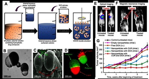 Figure 3 (A) Schematic of the formation process of PLGA@Precirol polymer-lipid Janus particles via an internal phase separation induced by solvent evaporation. (B–D) Representative optical, scanning electron microscopy, and fluorescent images of the polymer–lipid Janus NPs. (E–G) Suppression of lung tumor growth in mice inhaled with polymer–lipid Janus NPs containing CUR and DOX. Representative optical (E) and magnetic resonance (F) images 4 weeks after the injection of A549 human lung cancer cells into the lung of mice. (G) Changes in lung tumor volume after beginning of treatment with Empty NPs, free DOX, NPs with CUR, NPs with DOX, and NPs with CUR and DOX. Adapted with permission from Garbuzenko OB, Winkler J, Tomassone MS, Minko T. Biodegradable Janus nanoparticles for local pulmonary delivery of hydrophilic and hydrophobic molecules to the lungs. Langmuir. 2014;30(43):12941–12949 (https://doi.org/10.1021/la502144z).Citation23 Copyright © 2014 American Chemical Society.