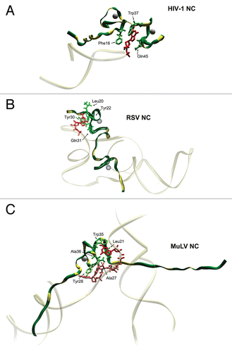 Figure 2 Structural features of HIV-1, RSV and MuLV nucleocapsid proteins—Ψ RNA complexes. The figure focuses on the binding of key guanosine residues (red), by a motif formed by a pocket derived from the side chains of hydrophobic residues (green). Zinc atoms bound by the ZFs are grey spheres. Location of basic amino-acids (Lys and Arg), available for electrostatic binding with RNA, are highlighted in yellow. (A) HIV-1 NC complexed with SL3 Ψ RNA (PDB ID:1A1T). A guanosine residue fits between the two adjacent ZFs which form a hydrophobic pocket around Phe16 and Trp37. The N-terminal basic tail adopts a 310 helix, which binds to the major groove of the SL3 stem.Citation16 (B) RSV NC and µΨ RNA structure (PDB ID:2IHX), where the guanosine base fits into a hydrophobic pocket defined by residues Tyr22, Tyr30, Leu20 and Gln31. Note that the RSV protein contains two ZF domains that adopt canonical folds observed for all other structurally characterized retroviral ZF, Tyr residues are used by RSV ZF1 instead of Trp and Phe residues used by HIV-1 NC. The C-terminal ZF is unusual as it does not contain aromatic residues nor a well-defined hydrophobic pocket. This finger packs against an adenine nucleobase though hydrogen bonds and salt bridges.Citation123 (C) Complex of MuLV NC and the mΨ RNA core encapsidation signal (PDB ID:1U6P) in which the single CCHC ZF of NC interacts with the UCUG sequence (indicated in pink, with G in red). The guanosine base fits deeply into a pocket defined by the side chain of Leu21, Ala27, Trp35 and Ala36. The first U and C pack against the side chain of Tyr28 and the second U packs against the side chains of Ala27 and Leu 21. The binding also appears to be promoted by several interactions between the basic residues and the phosphodiester backbone.Citation56