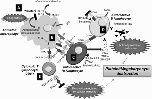 Figure 2 Immunological alterations in ITP: (A) the presence of an inflammatory stimulus or a stressful situation (associated with an infection, drugs, etc.) transforms certain platelet GPs into autoantigens that trigger an immune response; (B) antigen-presenting cells (activated macrophages) process the platelet autoantigens and present them on MHC class I and II molecules; (C) circulating Th cells with TCR specific for platelet antigens activate and become autoreactive, secreting cytokines which act as co-stimulatory signals of B lymphocytes; (D) activated autoreactive B cells recognize platelet GPs and initiate mass production of autoantibodies (IgG) that destroy platelets and megakaryocytes through the humoral response; (E) in parallel, activated macrophages present platelet autoantigens to cytotoxic T cells and activate them, inducing platelet destruction mediated by the cellular response. Adapted from John W. Semple's Laboratory Homepage, by M. Perera. Retrieved from http://www.angelfire.com/ut/johnsnotes/index.html. Copyright 2009 by John W. Semple. Adapted with permission.