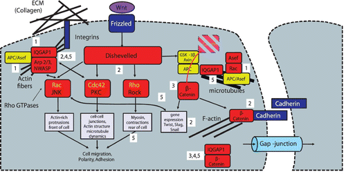 Figure 47. The canonical (yellow background) and non-canonical (red background) Wnt/rβ-catenin signaling pathways are related to mechanical elements and actions responsible for cell polarization, migration and tissue organization. Blue background stands for membrane bound receptors. rβ-catenin is a major player and is permanently created and degraded by the APC complex. It is important for linking the cytoskeleton to the cell membrane and to neighboring cells but also as a gene transcription factor. If it is over-expressed or if APC is not working properly developmental genes are activated and the cell is less adhesive and the epithelial-mesenchymal transition is induced with cell migration and proliferation. These are features of malignant tumors. The Wnt pathway is further directly linked to pathways controlling the activity and structure of the cytoskeleton: Rac, Cdc42, and Rho. It was recently discovered that IPGAP1 has a major regulatory function for actin and MT cytoskeleton. This is also the case for the APC-Asef complex. The illustration combines different sources as indicated by numbers on a white background. 1: Citation560, 2: Citation561, 3:Citation559, 4: Citation562 Citation563, 5: Citation564.